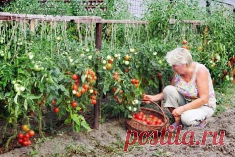 Как получить 2 ведра томатов с куста!