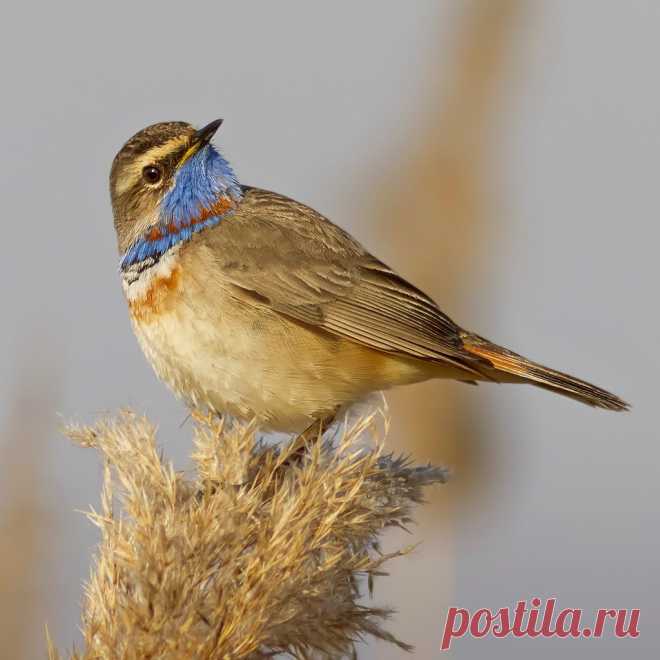 *** - yura-lyapustin - ЛенсАрт.ру