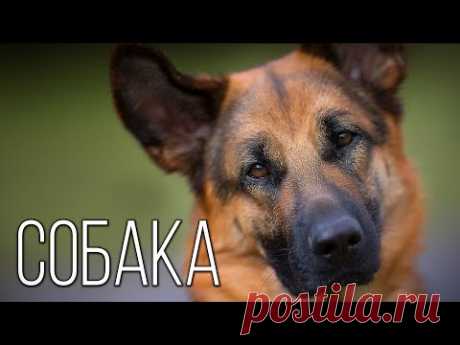 История появления собаки: Интересные факты про собак