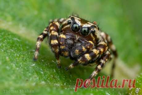 Pelegrina galathea male - crop uncropped here: twitter.com/ThomasShahan/status/1307082656186871809
