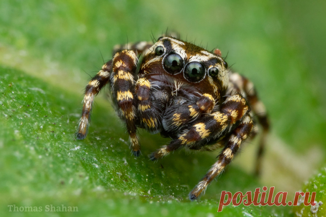 Pelegrina galathea male - crop uncropped here: twitter.com/ThomasShahan/status/1307082656186871809
