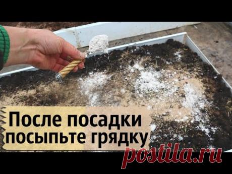 Припорашиваю грядку осенью в октябре этим удобрением. Проверенный бабушкин способ. - YouTube
