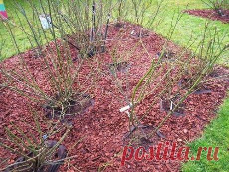 Tarp rožių žiedų: Rožių uždengimas žiemai