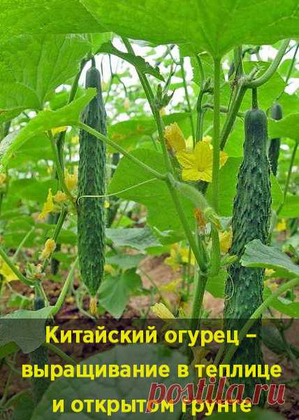Китайский огурец – выращивание в теплице и открытом грунте
