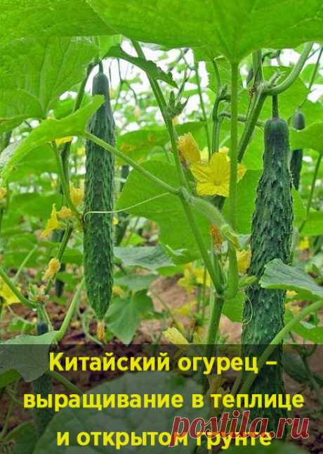 Китайский огурец – выращивание в теплице и открытом грунте