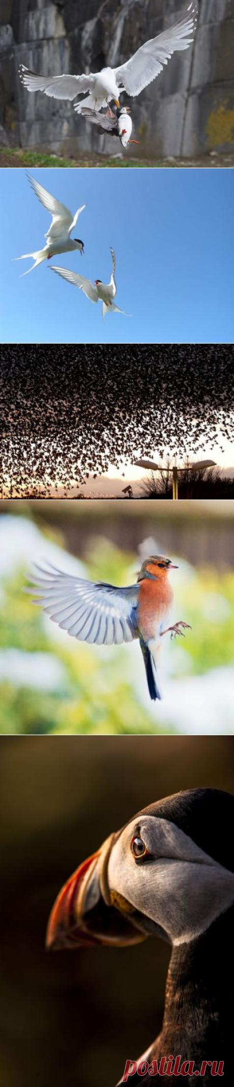 Победители конкурса The British Wildlife Photography Awards 2012