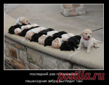 Демотиваторы дня