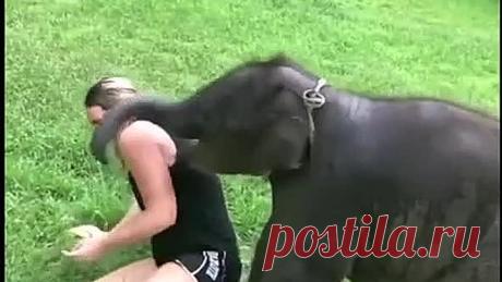 Животные всегда могут заставить смеяться 😆