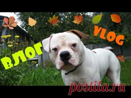 ВЛОГ/VLOG ПОДСЕЛА на КОНОПЛЮ?/МНОГО меня - YouTube