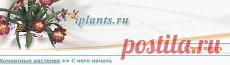 все о цветах:Энциклопедия,Справочник,Уход,Здоровье,Бонсай,
Кактусы,Наш сад
