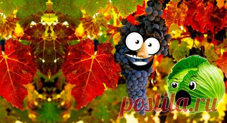 5 советов: Как вырастить виноград на даче | Садок-городок | Яндекс Дзен