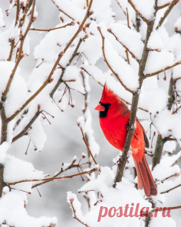 a red bird sitting on top of a tree branch covered in snow