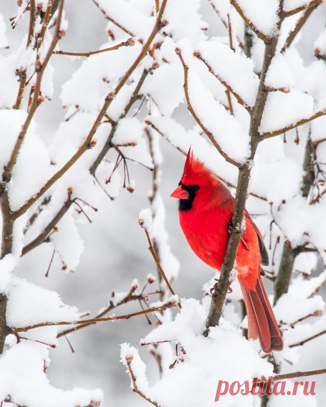 a red bird sitting on top of a tree branch covered in snow