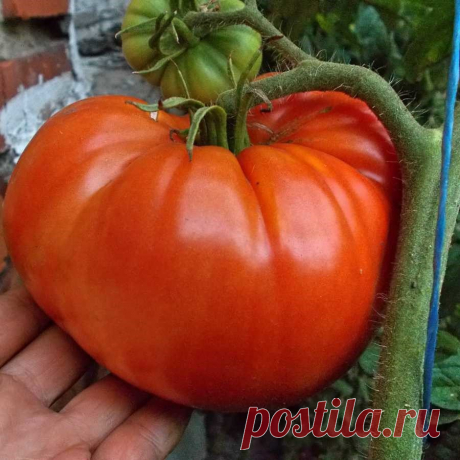 Вы мечтаете вырастить гигантские помидоры?