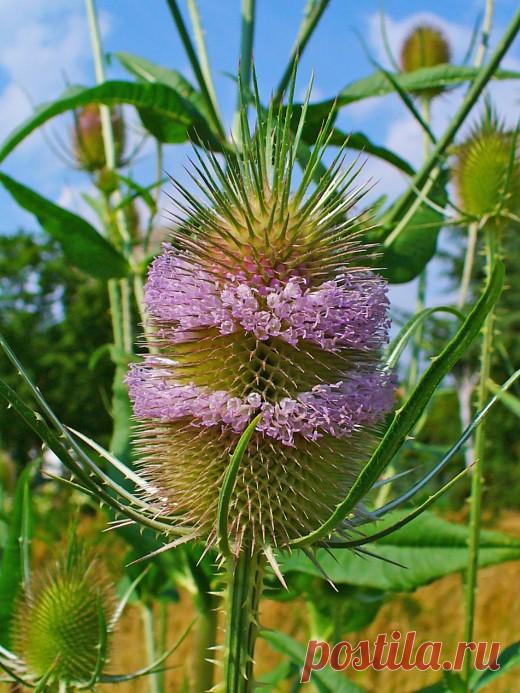 Ворсянка посевная или ворсовальная шишка, ворсовка. Малораспространенный в наших садах двулетник семейства ворсянковых. Цветы смесь белый и сереневый.