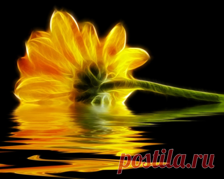 yellow_gerbera_flower_abstract_reflection_hd-wallpaper-1610935.jpg (1028×822)