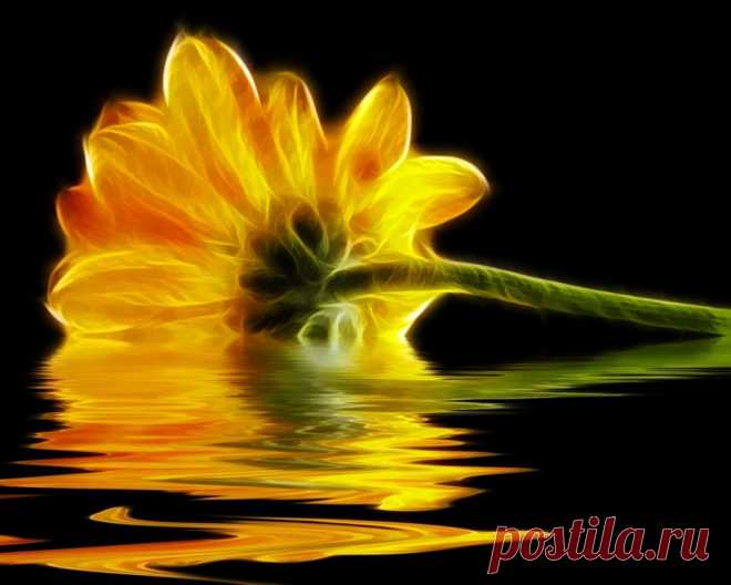 yellow_gerbera_flower_abstract_reflection_hd-wallpaper-1610935.jpg (1028×822)