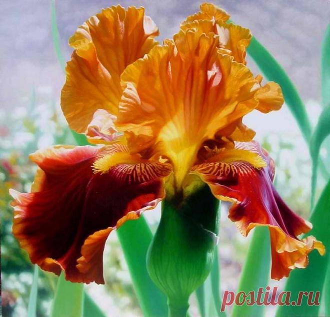 Прекрасные ирисы..