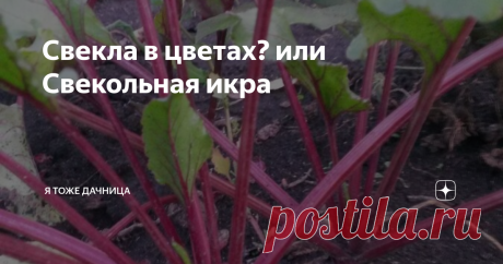 Свекла в цветах? или Свекольная икра Еще один бабушкин рецепт.