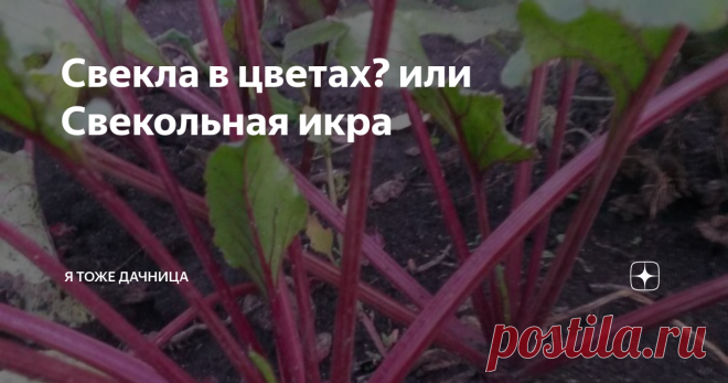 Свекла в цветах? или Свекольная икра Еще один бабушкин рецепт.