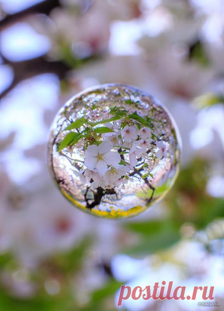 Chidorigafuchi (千鳥ヶ淵)
Cherry Blossom, Tokyo, Japan #桜 #CherryBlossom | Pinterest • Всемирный каталог идей