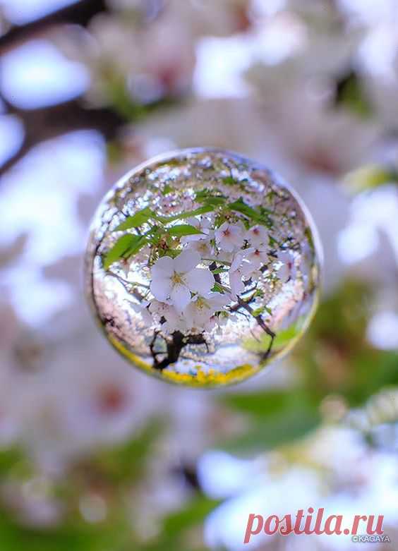 Chidorigafuchi (千鳥ヶ淵)  
Cherry Blossom, Tokyo, Japan #桜 #CherryBlossom  |  Pinterest • Всемирный каталог идей
