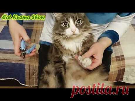 Самый послушный кот Кузьма подстригает когти. Кот Кузьма шоу. Кузьма - самый послушный кот в мире)
