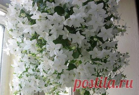 Цветок Жених и Невеста