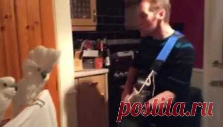 Для поднятия настроения! - Константин Рониньо