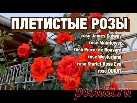 ПЛЕТИСТЫЕ РОЗЫ В САДУ. РОЗА Пьер де Ронсар, Джеймс Гелвей, Майнтауэр, Вестерленд.