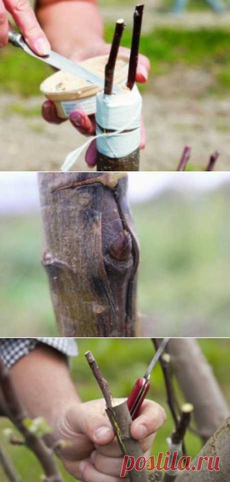 Как правильно привить плодовое дерево своими руками? | 6 соток