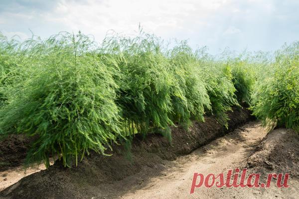 Спаржа: выращивание, посадка и уход, способы размножения, сорта спаржи. Выгонка спаржи зимой и правила сбора