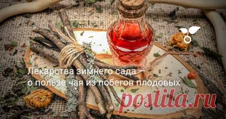 Лекарства зимнего сада — о пользе чая из побегов плодовых — Ботаничка При подготовке к зиме деревья и кустарники запасают в коре, почках, побегах огромное количество полезных веществ, в том числе — крахмала, сахаров, жиров и белков. Ещё бы зайцы и мыши их не ели!