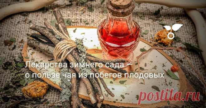 Лекарства зимнего сада — о пользе чая из побегов плодовых — Ботаничка При подготовке к зиме деревья и кустарники запасают в коре, почках, побегах огромное количество полезных веществ, в том числе — крахмала, сахаров, жиров и белков. Ещё бы зайцы и мыши их не ели!