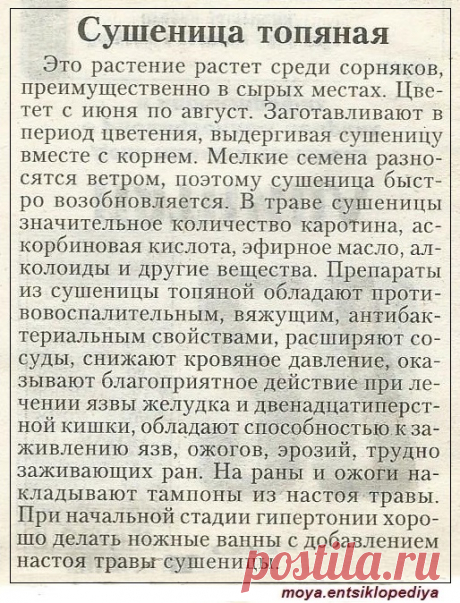 Сушеница топяная