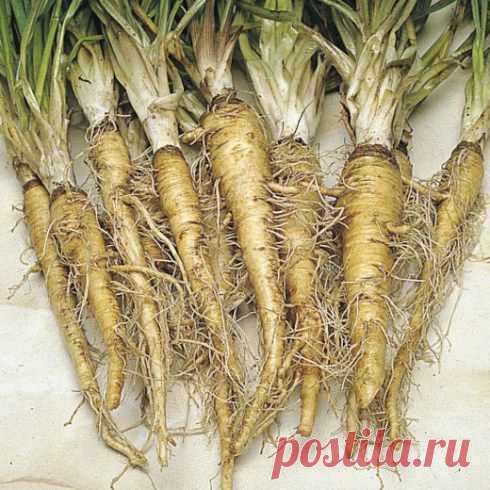 Что за растение - овсяный корень?.