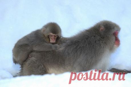 Трогательные фото детенышей и их мам — Наука и жизнь