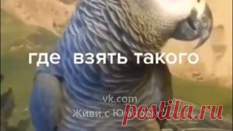 Какой классный попугай