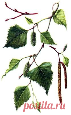 Кожный зуд: причины и лечение