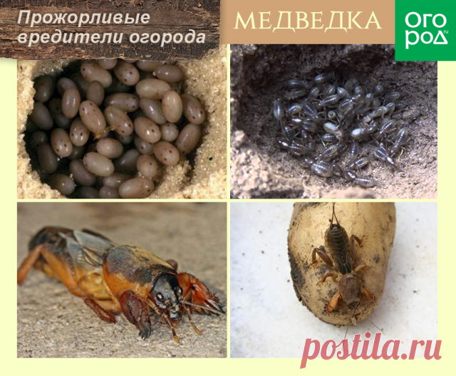 Топ-10 самых прожорливых вредителей огорода