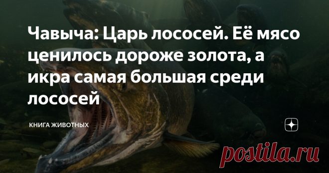 Чавыча: Царь лососей. Её мясо ценилось дороже золота, а икра самая большая среди лососей «Чавыча сычевала, чавкая чевапчичами» — такую скороговорку с именем нашей сегодняшней героини можно читать на досуге для улучшения дикции. Но не одним этим рыба полезна. Ведь чавыча — это не только забавное название, но и 20-40 килограммов диетического, легкоусвояемого мяса, а также кладезь вкуснейшей красной икры. Встречайте, её величество, королеву всех промысловых рыб! Это один из с...