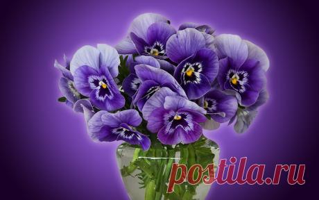 Фиалки обои на рабочий стол