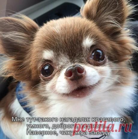 все проблемы чихуа это отсутствие воспитания и слабая социализация. владельцам нужно понять что не зависимо от размера это СОБАКА а не утипусимимими