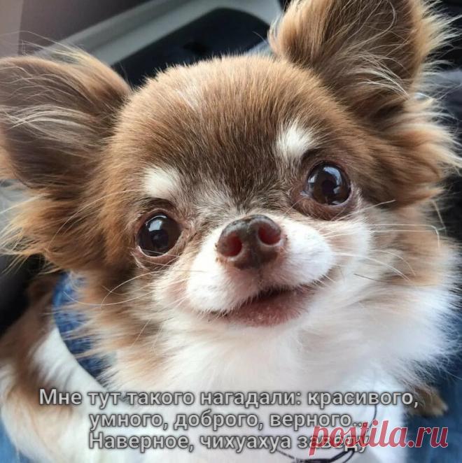 все проблемы чихуа это отсутствие воспитания и слабая социализация. владельцам нужно понять что не зависимо от размера это СОБАКА а не утипусимимими