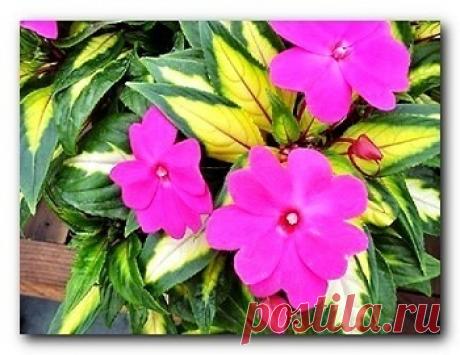 (+1) Комнатный огонек - так называют домашнее растение бальзамин