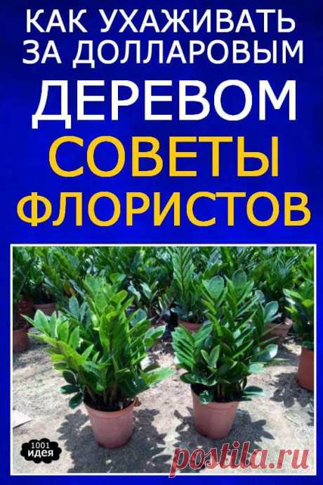 Советы флористов: Как ухаживать за «Долларовым деревом» | Тысяча и одна идея