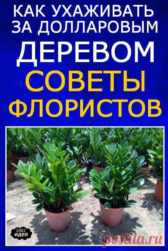 Советы флористов: Как ухаживать за «Долларовым деревом» | Тысяча и одна идея