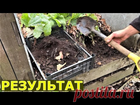 Компост из падалицы яблок готовится 1 год