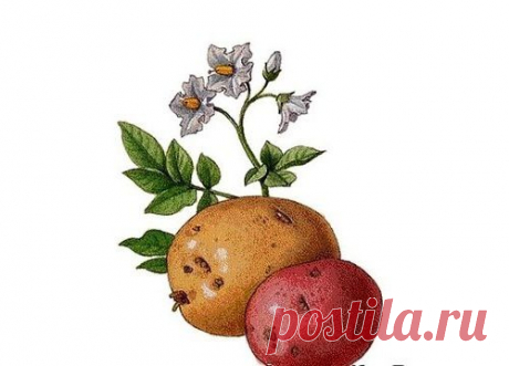 Ускоренное размножение картофеля