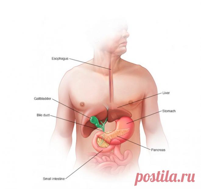 Продукты для поддержки печени и желчного пузыря / Будьте здоровы